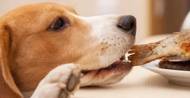 狗中毒食物 狗中毒食物