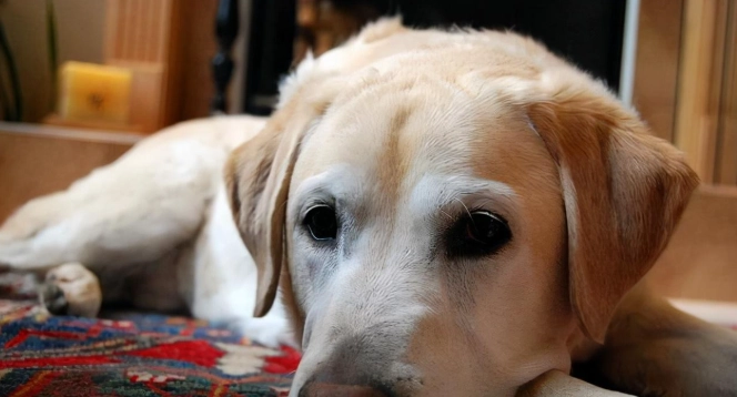 寵物飲食禁忌 寵物飲食禁忌