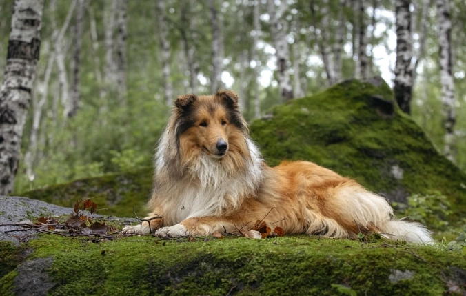 如何選擇狗無花果乾