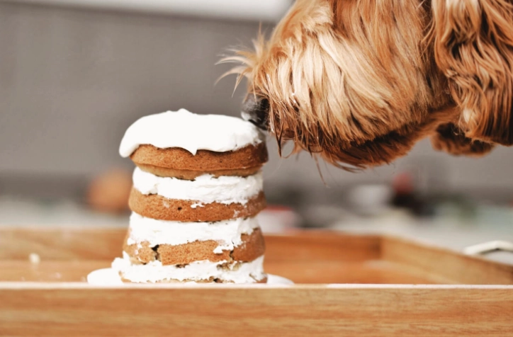 巧克力對狗有毒 巧克力對狗有毒