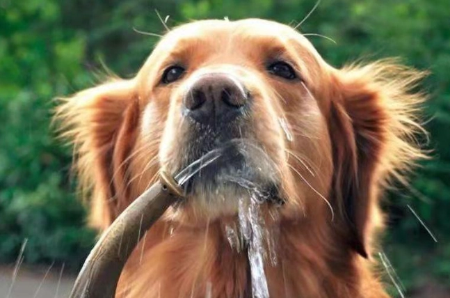 狗狗喝枸杞水安全嗎