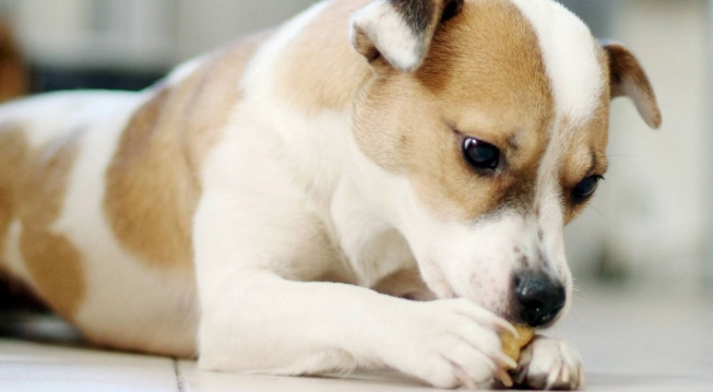 狗狗食栗子 狗狗食栗子
