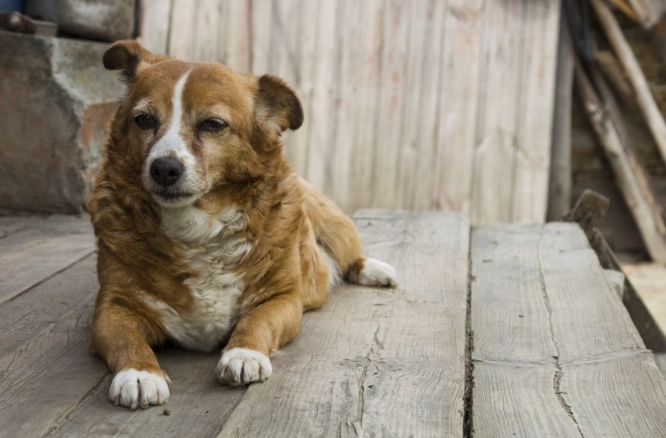 狗狗吃蛋白安全嗎 狗狗吃蛋白安全嗎