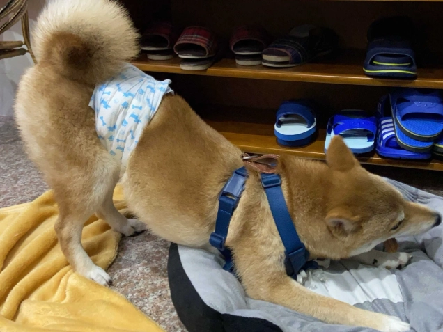 狗狗慢性中毒治療