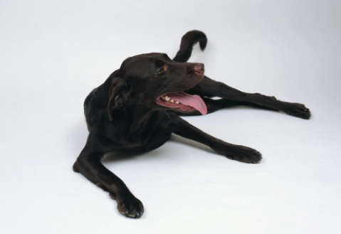 狗地瓜過敏 狗地瓜過敏