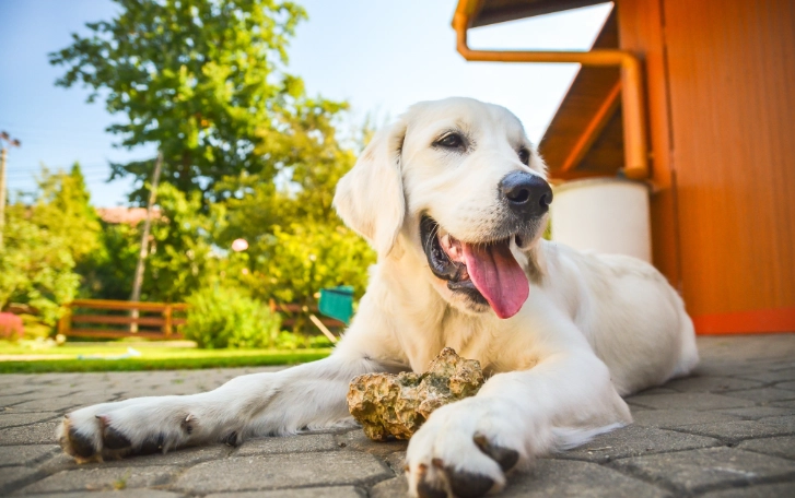 紫色地瓜狗狗 紫色地瓜狗狗