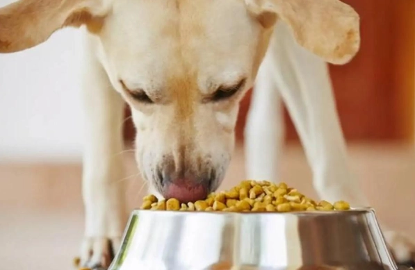 蛤蜊對狗的好處