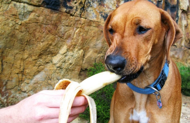 香蕉對狗的好處