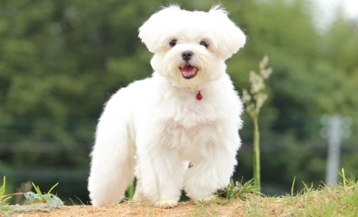 馬爾濟斯犬護理