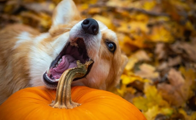 狗吃南瓜安全嗎 狗吃南瓜安全嗎