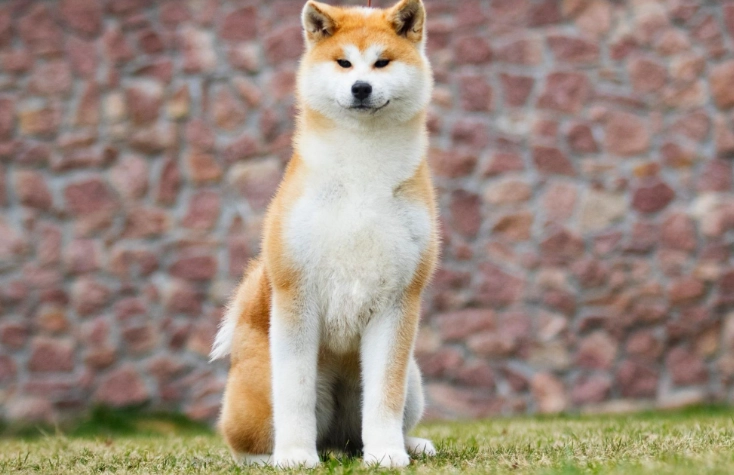 狗吃地瓜安全 狗吃地瓜安全