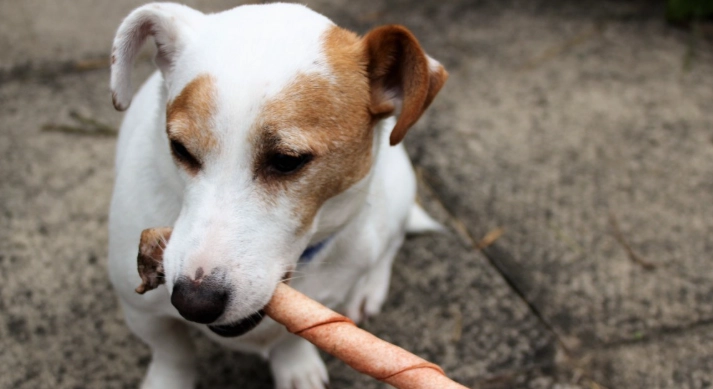 狗狗缺鈣怎麼辦