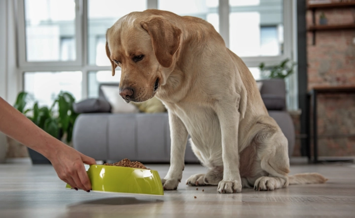 巧克力對狗有毒 巧克力對狗有毒