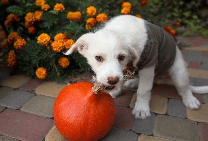 狗狗吃太多南瓜症狀 狗狗吃太多南瓜症狀