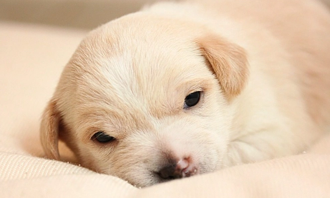 狗胆汁呕吐原因