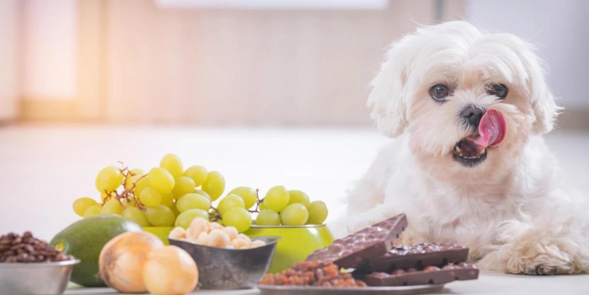 狗枸杞安全劑量 狗枸杞安全劑量