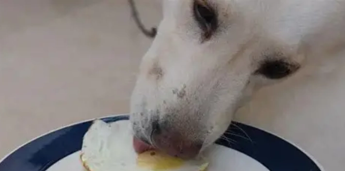 老狗吃蛋注意事項