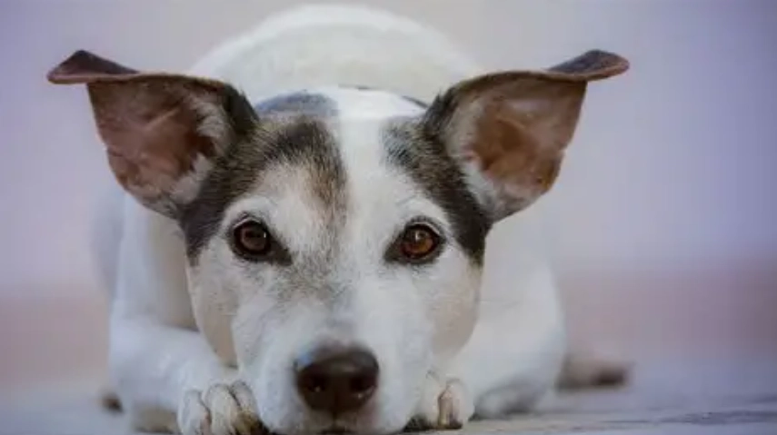 小型犬大型犬差異