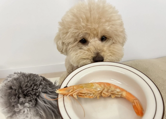 狗狗吃螃蟹安全嗎