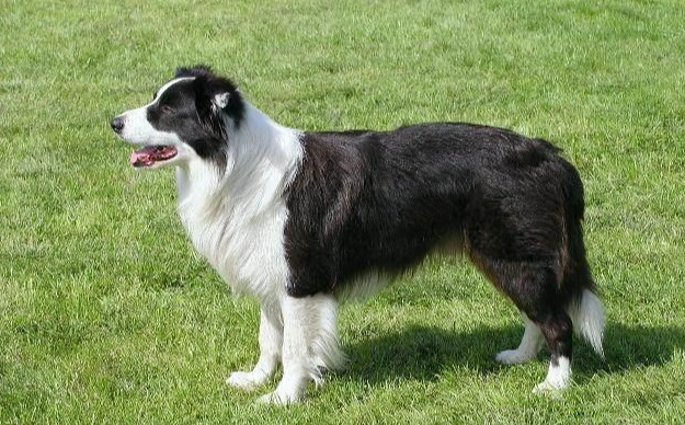 邊境牧羊犬大小標準