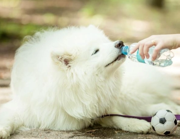 枸杞水對狗的好處