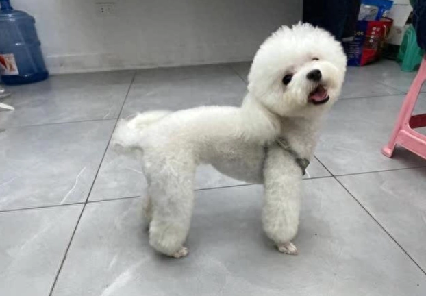 狗狗吐黃水原因