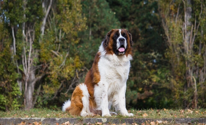 狗狗吃地瓜葉好處 狗狗吃地瓜葉好處