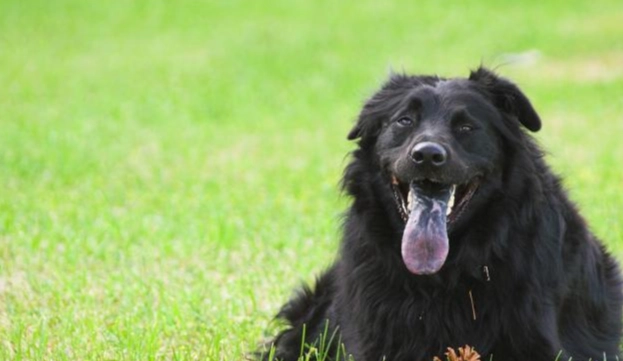 狗狗不吃東西原因