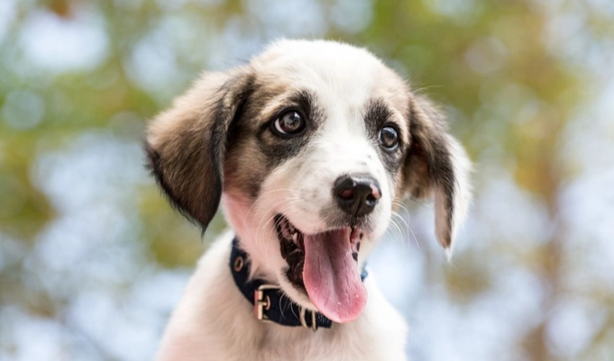 地瓜葉狗狗 地瓜葉狗狗