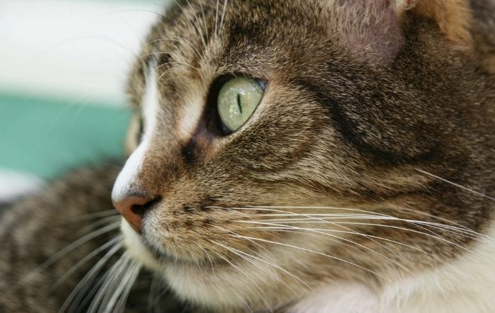 貓咪吃到蒜頭處理