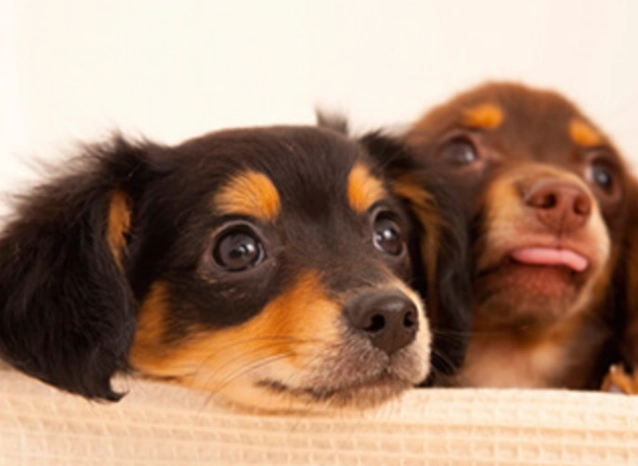 水煮蛋對狗狗的益處