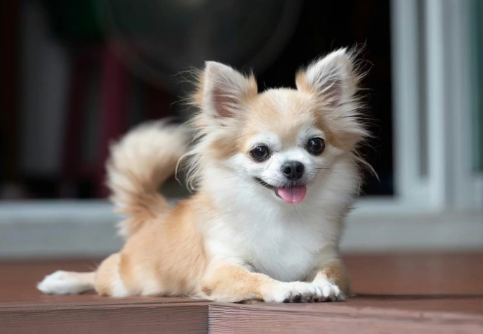 台灣小型犬飼養