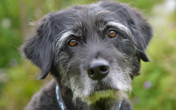 蛋黃對狗狗風險