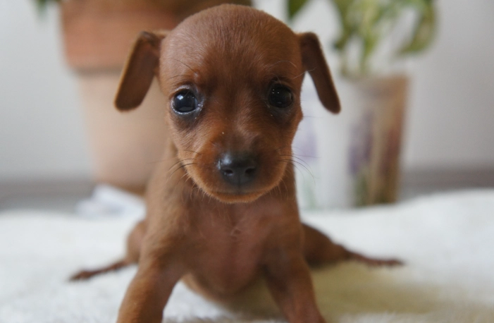 幼犬口臭原因 幼犬口臭原因