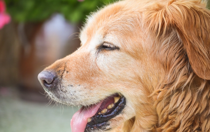 紫色地瓜狗狗 紫色地瓜狗狗