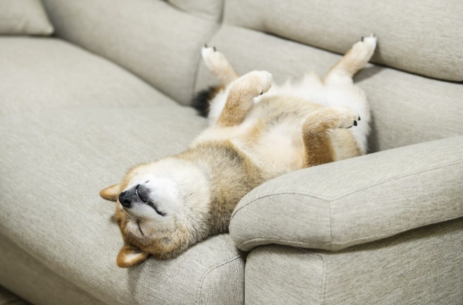 狗狗腸胃炎症狀