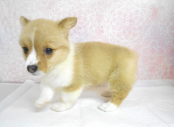 狗狗換牙期護理