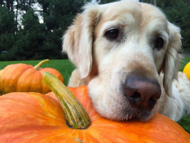 狗狗糖尿病南瓜