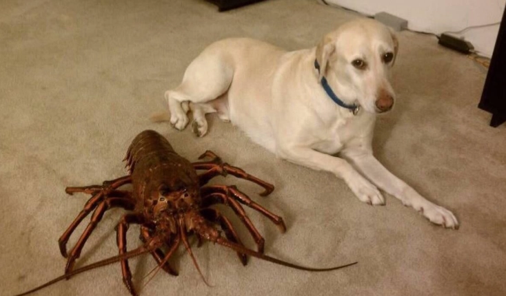 狗狗吃龍蝦好處