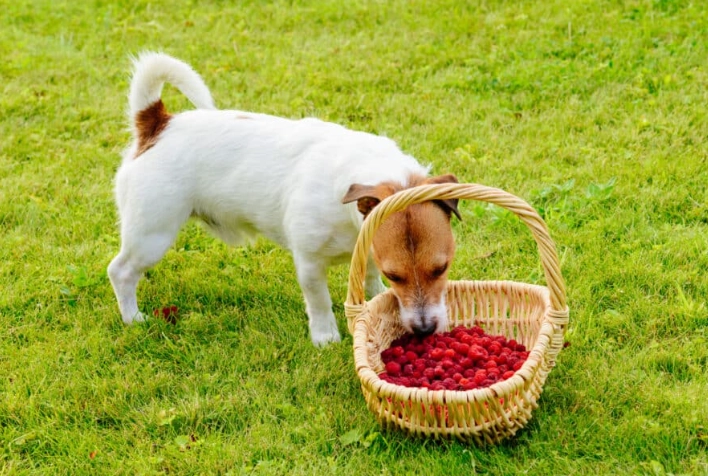 狗狗水果注意事項