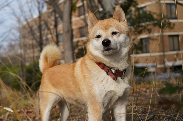 狗狗吃蛋注意事項