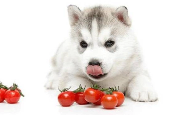 柿子對狗的影響 柿子對狗的影響