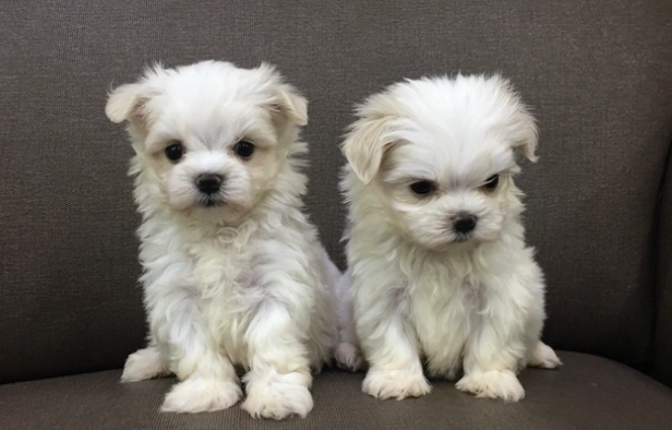 玛尔济斯健康问题