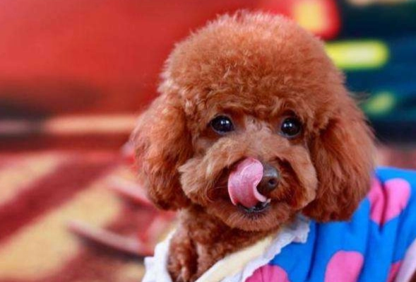 寵物飲食安全 寵物飲食安全