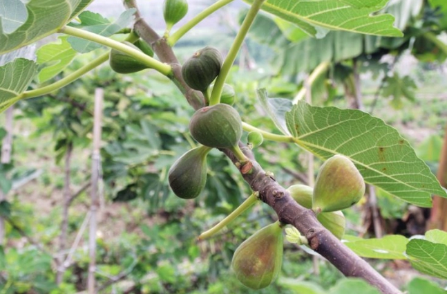 無花果乾對狗有害嗎