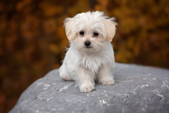 台灣小型犬飼養
