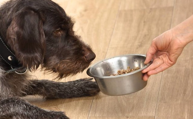 寵物急救方法 寵物急救方法