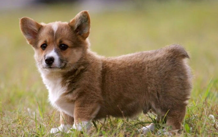 如何選擇狗狗種類