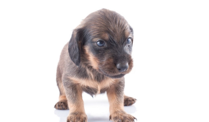 幼犬口臭原因 幼犬口臭原因