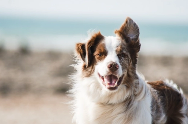 狗狗腸胃炎症狀